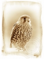 Kestrel