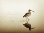 Solitary Curlew