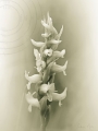 Irish Lady's Tresses
