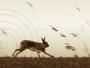 Irish Hare Running (Full Frame)