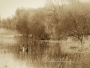 The Great Crested Grebes at Oxford Island on the shores of Lough Neagh