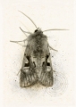 The Hebrew Character