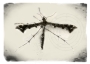 Brindled Plume