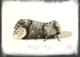 Buff Tip at rest