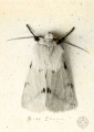 Buff Ermine