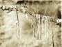 Rag Tree detail