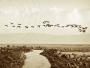 Flypast at Rough Island