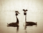 The Great Crested Grebe at Oxford Island on the shores of Lough Neagh