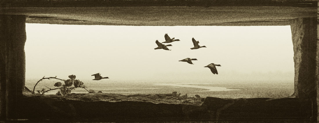 hide-shelduck-271